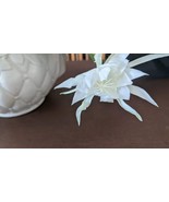 A Night Blooming Orchid Cactus, Cereus Epiphyllum Queen of the Night, cuttings - $13.02 - $21.71