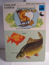 1978 Walt Disney&#39;s Fun &amp; Facts Flashcard DFF12-15: Carp &amp; Goldfish - £1.56 GBP