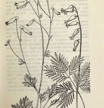 1905 Pale Corydalis Squirrel Corn Flower Print Pen &amp; Ink Lithograph Antique Art  - £13.77 GBP