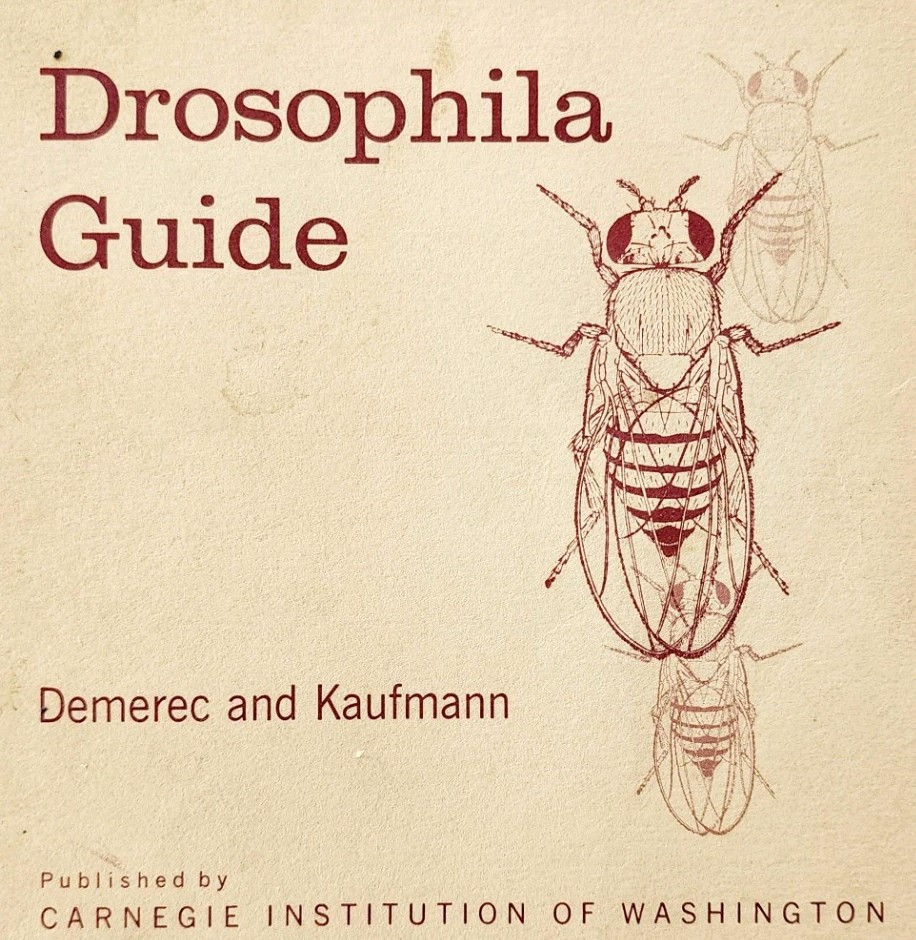 1972 Drosophila Guide Fruit Flies Insects Entomology PB Illustrated Vint... - $29.99