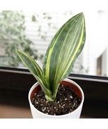 SKM 15 Seeds WhaleS Fin Sansevieria House Flowers Easy to Grow - $15.05 CAD