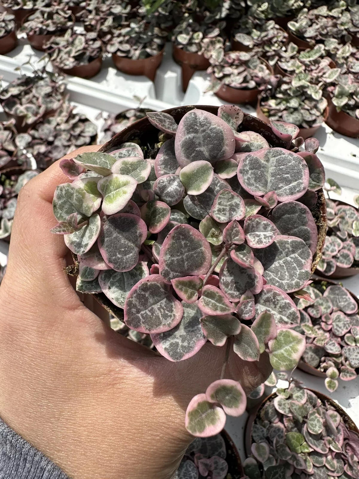 2.5” pot Pink Variegated String of Hearts well rooted - $59.98