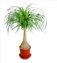 Ponytail Palm, Elephant&#39;s Foot seeds - Nolina recurvata DL437C FRESH SEEDS - £5.98 GBP