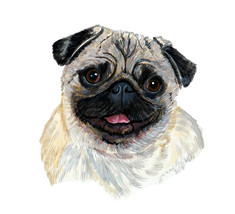 Pug Fawn Dog Light Cream Wrinkle Chinese Auto Boat Rv Vinyl Decal Sticker Art - £5.46 GBP+