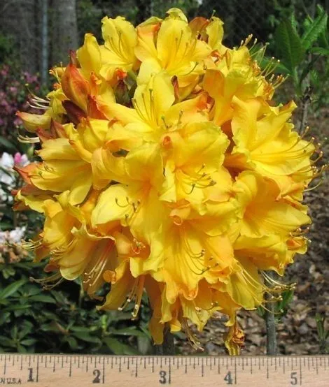 Spring Fanfare Aromi Azalea Rhododendron Deciduous Starter Plant May Be Dormant  - £50.02 GBP