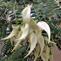 Clianthus Puniceus Alba White Kaka Beak White Heron Lobster Claw 5 Seeds Fresh S - £14.42 GBP