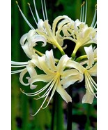 Lycoris Cream Flower Bulbs, Corm - €20,81 EUR