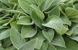 Byzantinas Big Ears Mint Stachys Foliage Perennial Outdoors Live Plant Q... - $53.99