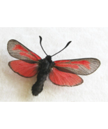 Transparent Burnet Zygaena Purpuralis Real Tiny Moth Framed Entomology S... - $54.99