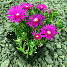 20 Ice Plant Seeds - $14.00