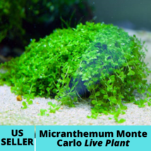 Micranthemum Monte Carlo Potted Carpet Compact Freshwater Live Aquarium Plant - £27.25 GBP