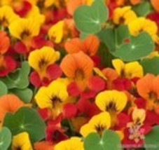 Fresh 50 Dwarf Tom Thumb Mix Nasturtium Seeds for Garden - €6,88 EUR