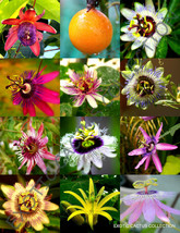 Exotic Passiflora Mix Flowering Passion Fruit Edible Tropical Vine Seed ... - $17.98