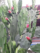  Spineless Thornless Edible Nopales Prickly Pear Cactus Pads, Opuntia Ellisia  - £8.53 GBP+