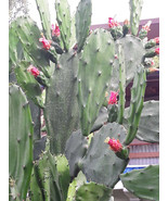  Spineless Thornless Edible Nopales Prickly Pear Cactus Pads, Opuntia El... - £8.83 GBP+
