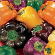 Sweet Rainbow Blend Sweet Peppers  10 Seeds  Garden Beautiful USA SELLER - £4.32 GBP