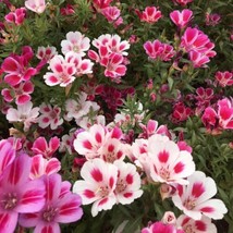 THJAR Farewell To Spring Clarkia Flower Seeds - $4.97