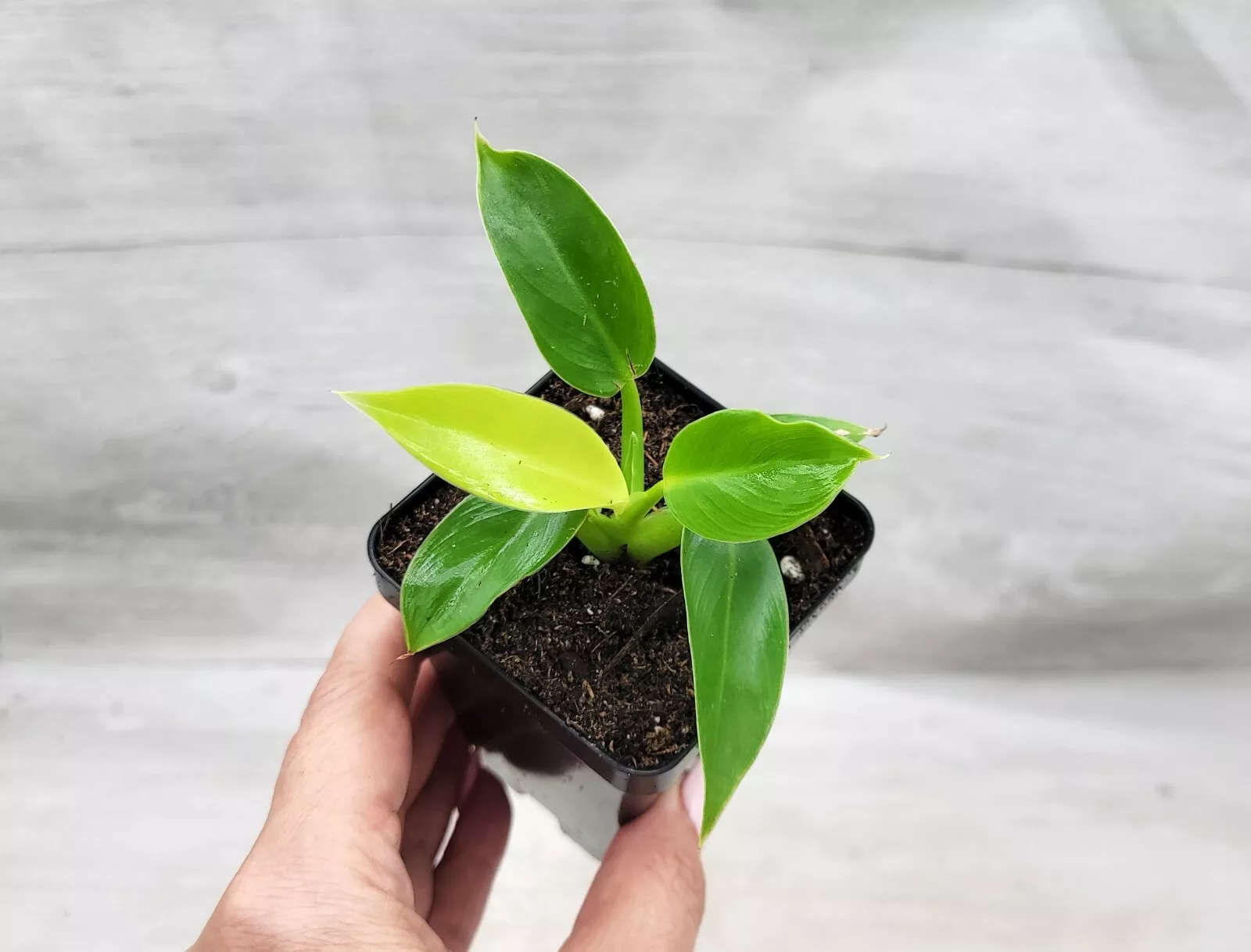 Philodendron Moonlight, Golden Goddess Philodendron live houseplant in 3... - $26.99