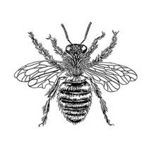 Bee Wall Decal - Pen and Ink Style - 10.5&quot; wide x 9&quot; tall - £4.79 GBP