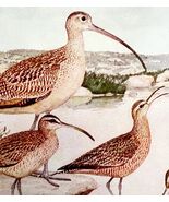 Curlews And Godwits Shorebirds 1936 Bird Lithograph Color Plate Print DW... - €21,45 EUR