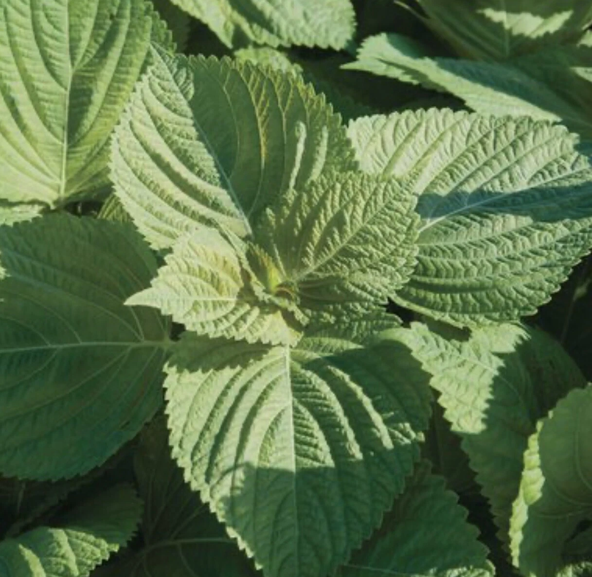 200+Green Shiso Seeds-Perilla/Beefsteak -Korean Basil-NON-GMO-Open Polli... - $4.60