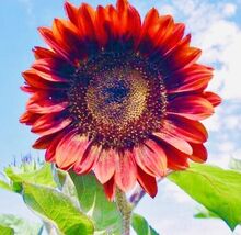 Rare Red Sunflower Seeds Beautiful - $4.47
