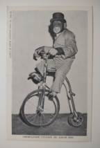 Tommy Chimpanzee Cyclist St louis Zoo Monkey On Bicycle 1947 Vintage Unposted - £17.09 GBP