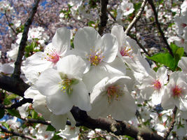 2 Snowgoose Flowering Cherry tree plants image 3