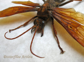 Golden Hemipepsis Aureomicans XL Tarantula Hawk Wasp Framed Entomology S... - $169.99
