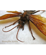 Golden Hemipepsis Aureomicans XL Tarantula Hawk Wasp Framed Entomology S... - $232.49 CAD
