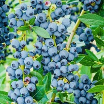 400+ Blueberry Fruit Seeds Sweet  Fresh Harvest From US  - £8.81 GBP