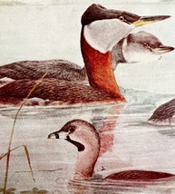 Grebe Varieties Waterfowl 1936 Bird Lithograph Color Plate Print DWU12B - £19.66 GBP