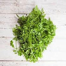 Chervil Seeds, Herb, 500+ Seeds, Organic, Non GMO, Use The herb Fresh to Flavor  - £4.76 GBP