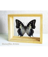 Tailed Emperor Charaxes Polyura Pyrrhus Butterfly Framed Double Glass Di... - $78.99