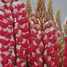 25+ Red White Lupine Seeds Flower Perennial Flowers Hardy Seed 1026 From Us - $9.89