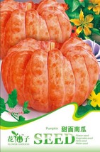 Sweet Baby Pumpkin 8 Seeds Autumn Fall Pumpkin Organic Vegetables Gardening USA  - $5.20