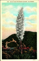Yucca Palm Spanish Dagger Tree California CA UNP WB Postcard B3 - £2.29 GBP