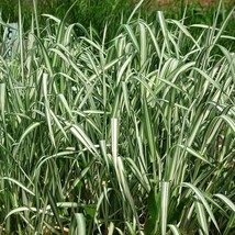 1000 Variegated Ribbon Grass Reed Canary Phalaris Arundinacea Pink Flower Seeds  - £12.01 GBP