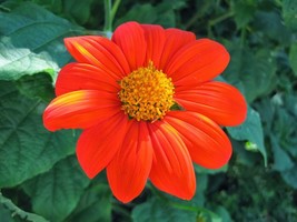 Mexican Sunflower Seeds 50+ Tithinia Torch Flower  - $4.08