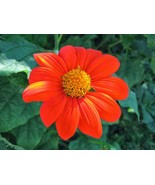 Mexican Sunflower Seeds 50+ Tithinia Torch Flower  - £3.20 GBP