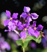 BStore 450 Seeds Purple February Orchid Violet Cress Orychophragmus Flower Veget - £7.43 GBP