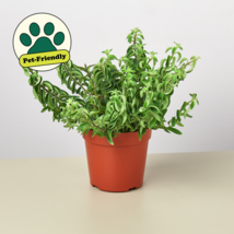 Curly Lipstick Plant - $24.99+