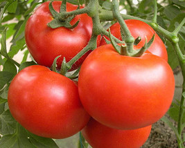 HeirloomSupplySuccess 10 Heirloom Marglobe Tomato Seeds - £2.07 GBP