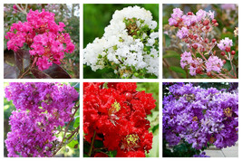 1000 Bulk Crepe Myrtle Mixed Colors Lagerstroemia Indica Tree Shrub Flower Seeds - $37.00