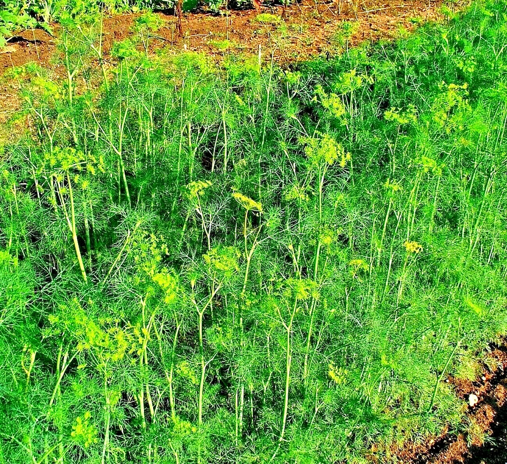 350 Seeds Dill Spring Drought Tolerant Herb Vegetable Garden Non-Gmo Hei... - $4.21