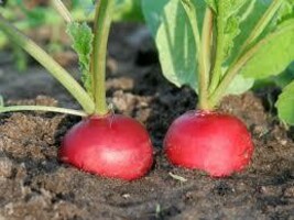 HeirloomSupplySuccess 50 HEIRLOOM Early Scarlet globe Radish Seeds - £2.35 GBP