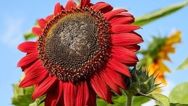 Grow In US 50 Red Sun Sunflower Seeds Heirloom Fresh  - £7.29 GBP