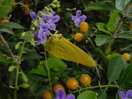 2 live cuttings - Duranta erecta (Golden Dewdrop) *attract butterfly - £8.79 GBP