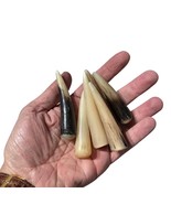 Polished kudu horn tips - 150 tips - $811.06 CAD