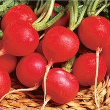 Radish Champion Great Heirloom Vegetable 400 Seeds Fresh Garden USA SELLER - £10.31 GBP